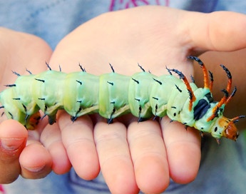 Hickory Horned Devil Facts | Insects in Education