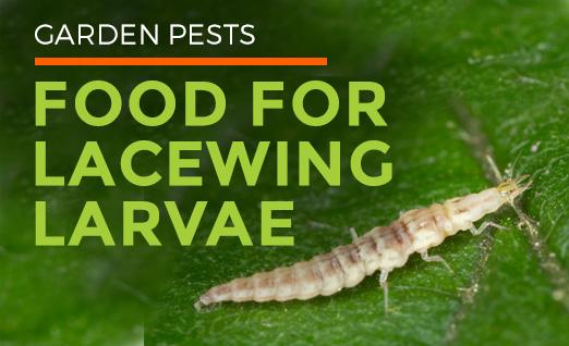 Small Green Flying Bugs | Lacewing Fly Facts | Clear Wings