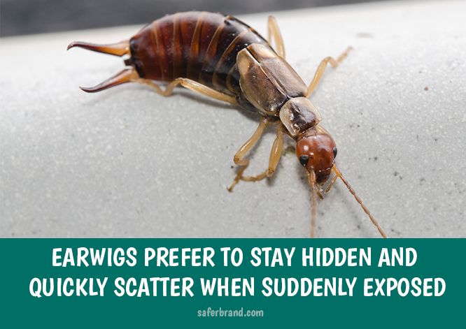 How To Kill Earwigs In Your Garden And Yard