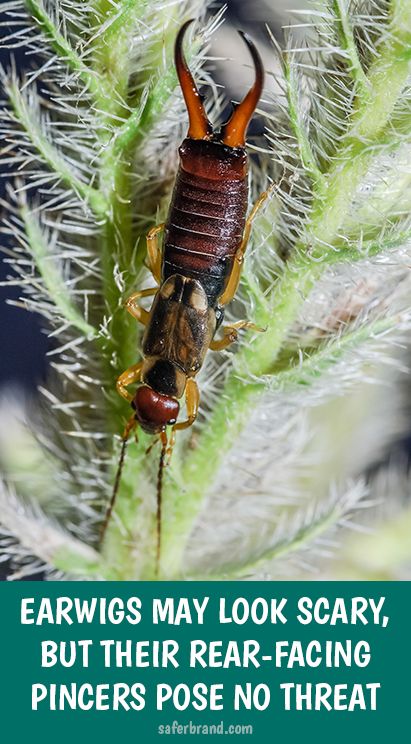 How To Kill Earwigs In Your Garden And Yard