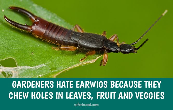 How to Kill Earwigs in Your Garden and Yard