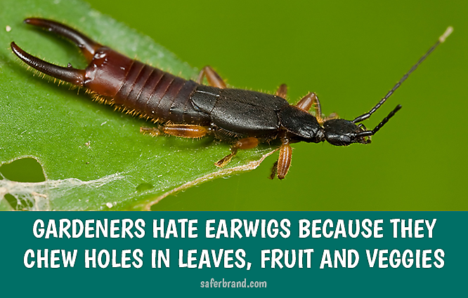 How To Kill Earwigs In Your Garden And Yard