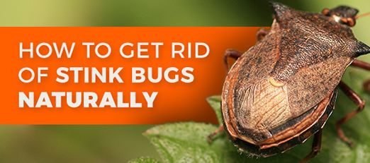How To Get Rid Of Stink Bigs | Organic & Natural Bug Control | Crawling ...