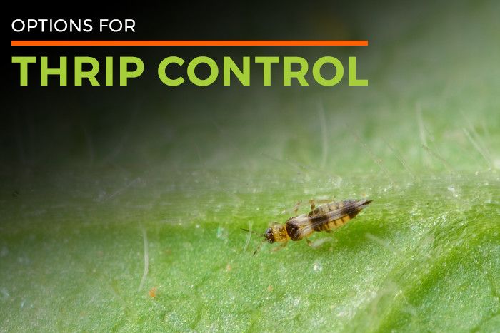 Thrips Life Cycle | Thrips Control | Thrip Killer