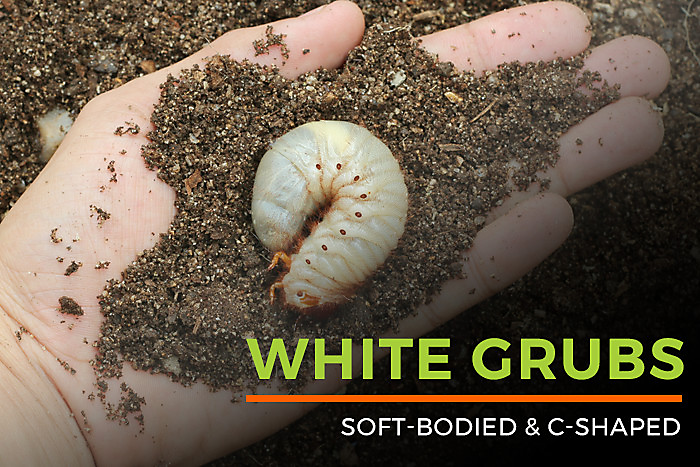 White Grubs In Garden | Facts, Diet, Habitat & Life Cycle