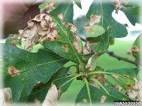 Leaf Spot Disease | Plant Diseases Guide