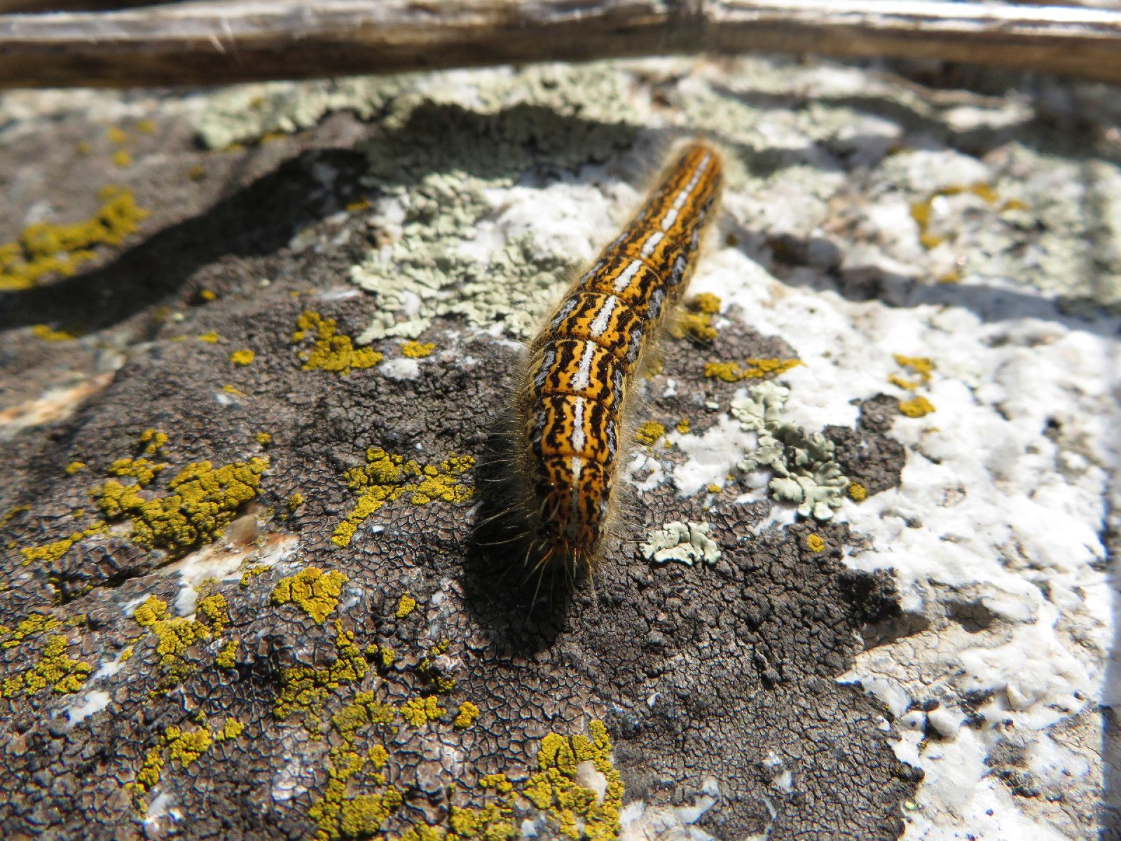 How To Tell Good Caterpillars From Bad Caterpillars