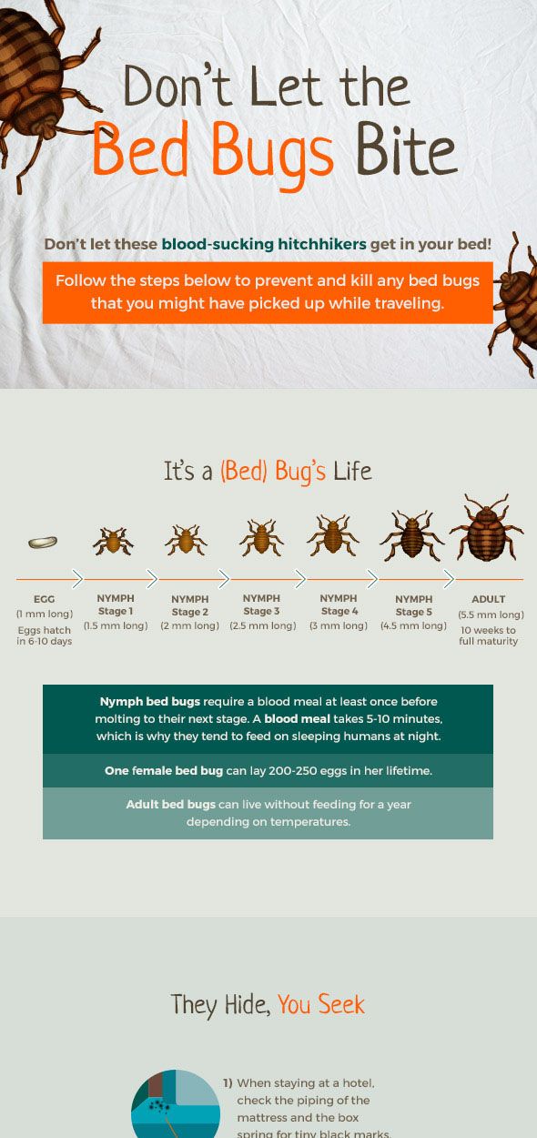 The Bed Bug Life Cycle and How to Get Rid of Them