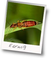 Earwig Facts | Earwigs Habitat | Control Options