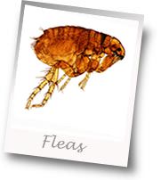 Flea Facts | Natural Flea Control | Poisonless Remedy for Fleas