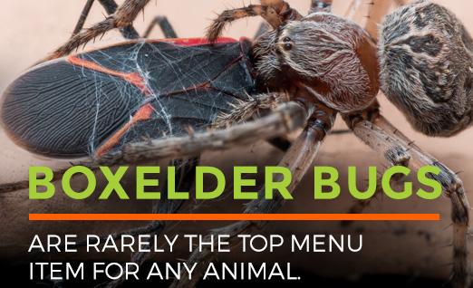 How To Get Rid Of Boxelder Bugs Permanently 2020 Bugwiz