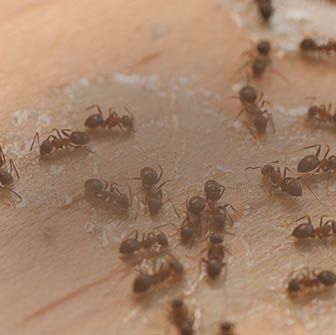 Safer Brand Organic Gardening Products Natural Insecticide