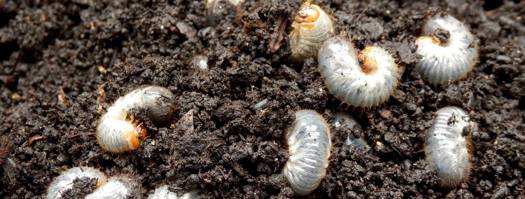 Controlling Lawn Grubs Grass Grub Control Organic Options