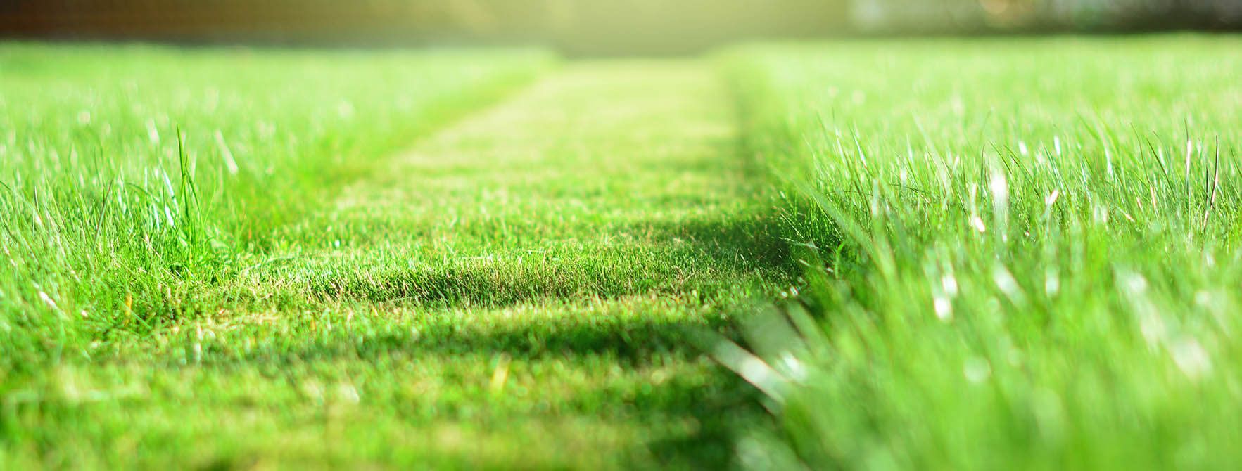 lawn grass maintenance