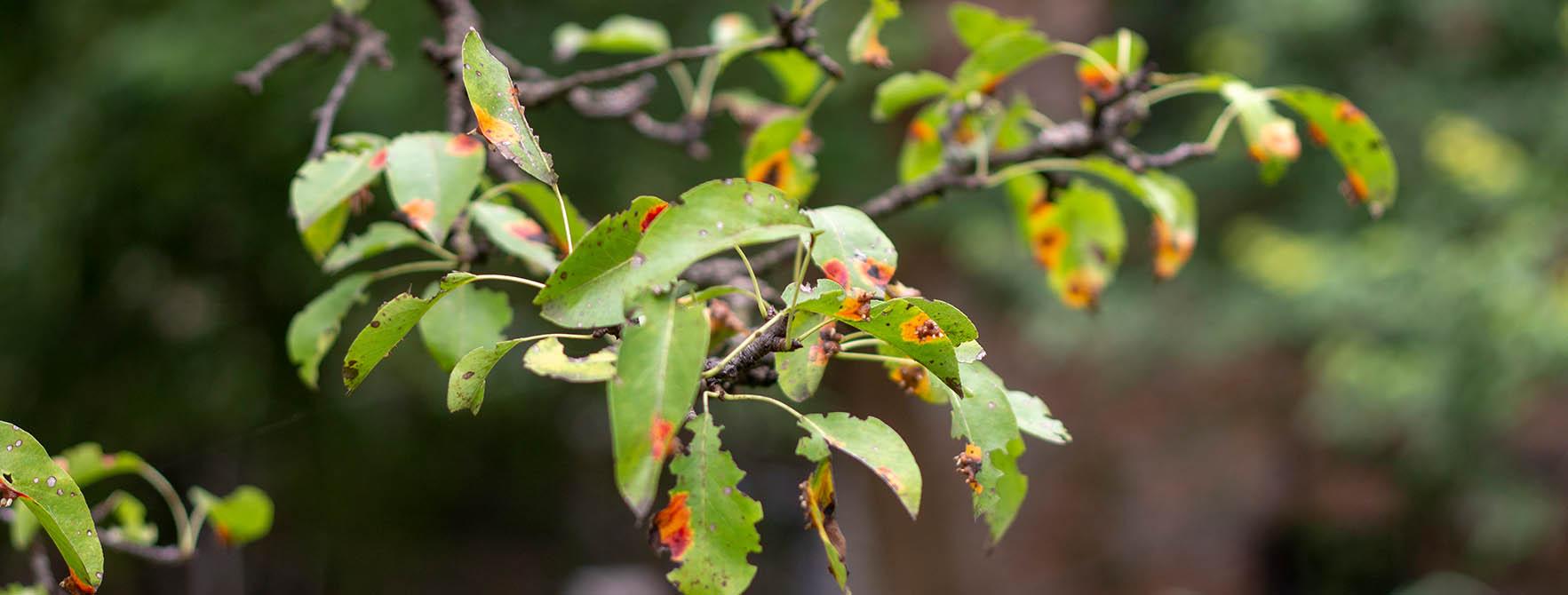 Plant Rust Disease | Characteristics, Life Cycle & Susceptibility