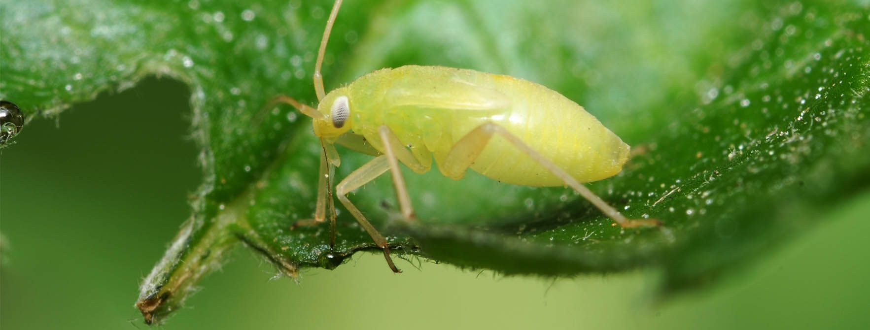 What Are Aphids Aphid Insect Facts Habitat Control Options   Sb Lc Insect Header Aphids