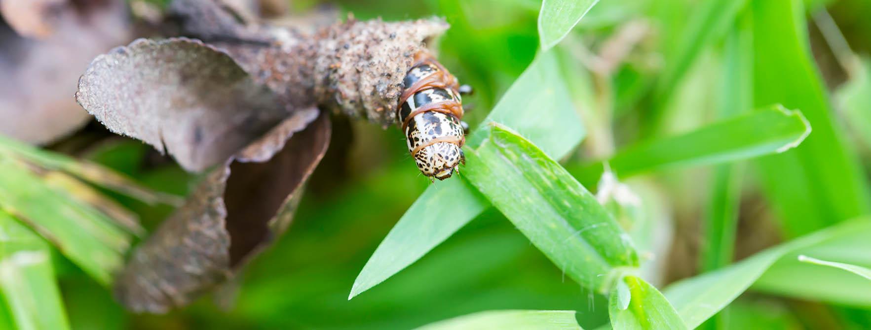 Bagworm Life Cycle | Bagworms Control | Get Rid of Bagworms