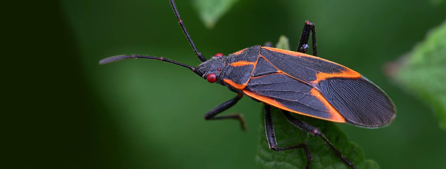 All About Boxelder Bugs