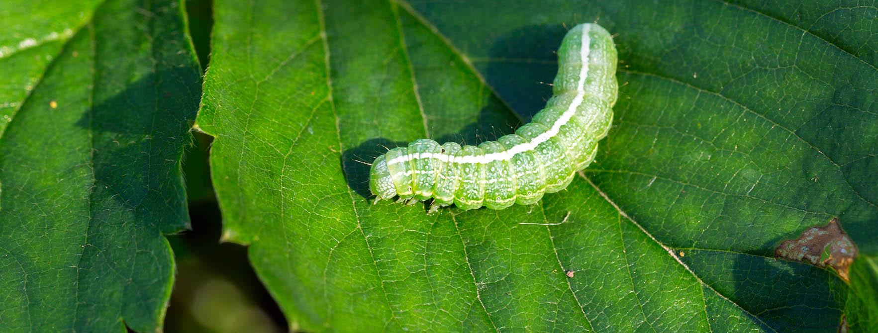 Control Cabbage Worms Organically Farm Homestead