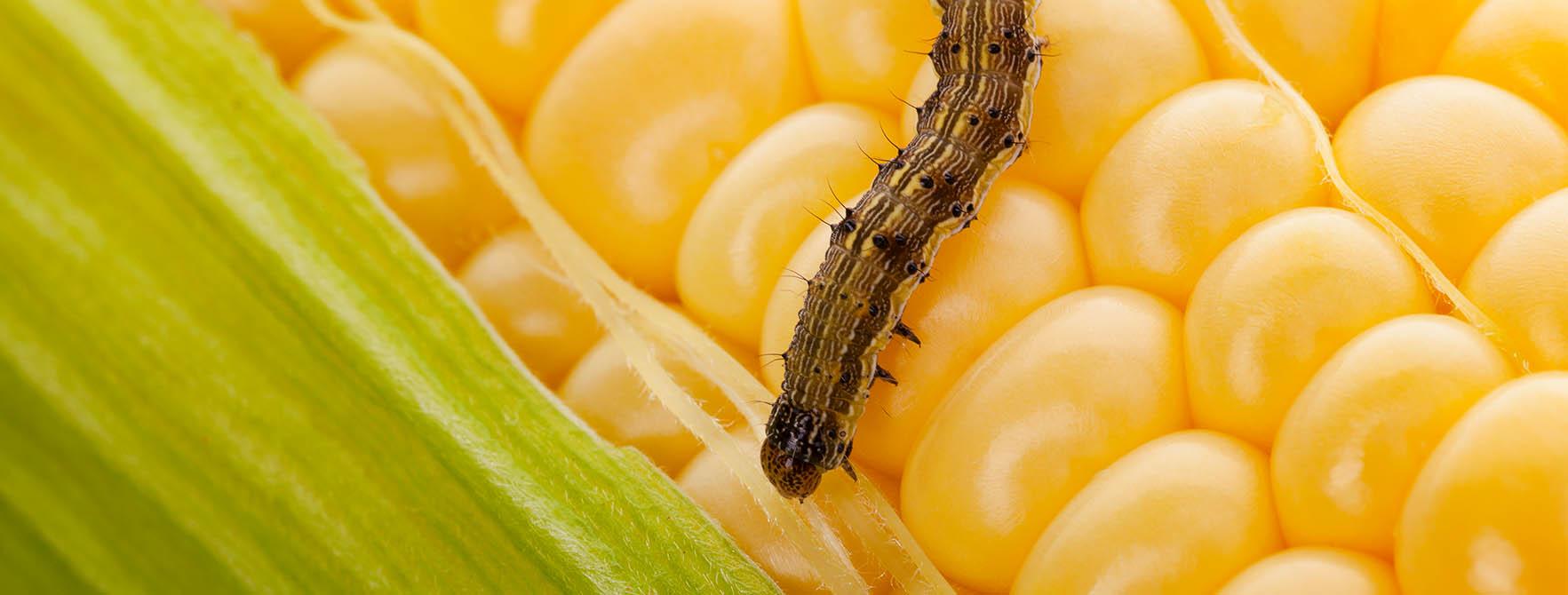 Corn Earworm Moth Earworms Facts Habitat Life Cycle