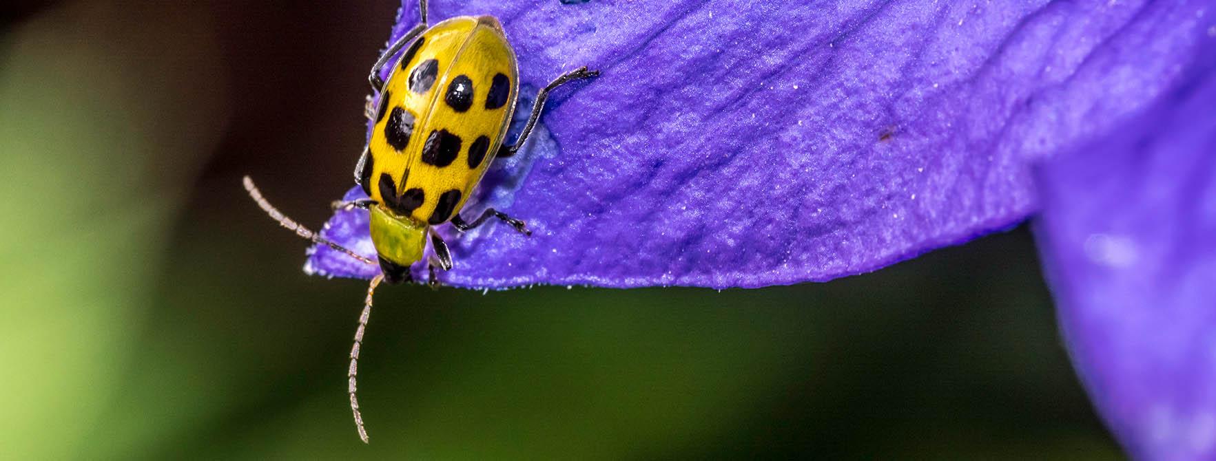 Spotted Cucumber Beetle Yellow Green In Color With Black Spots