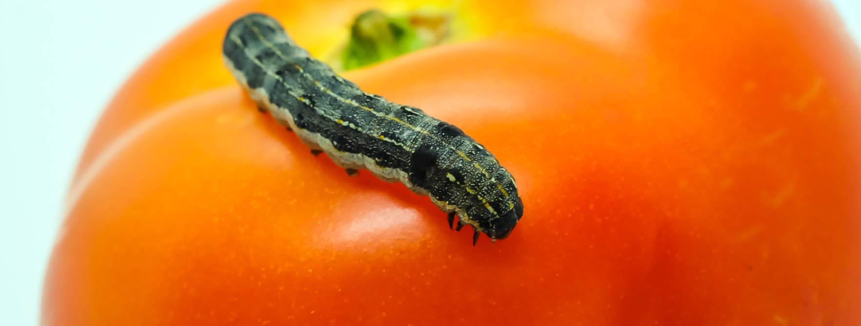 Cutworm Control | Pesticides & Facts | Kill Cutworms