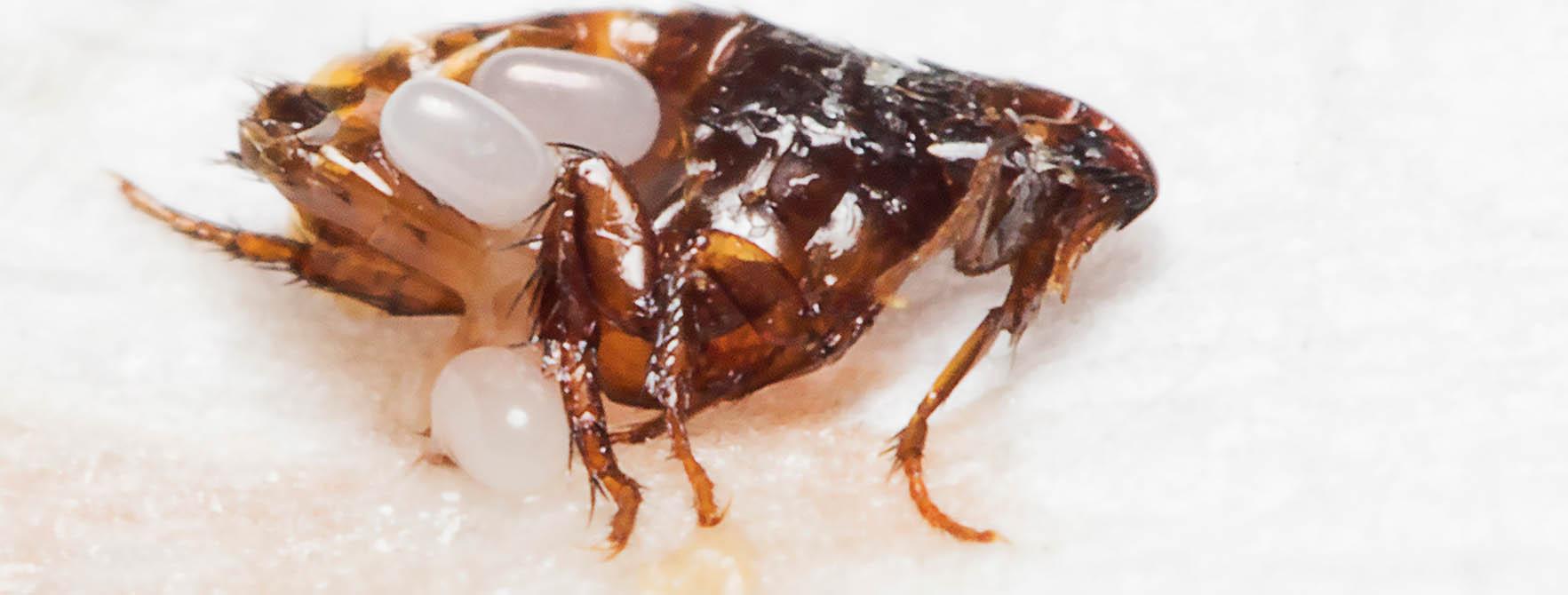 Flea Facts Natural Flea Control Poisonless Remedy For Fleas