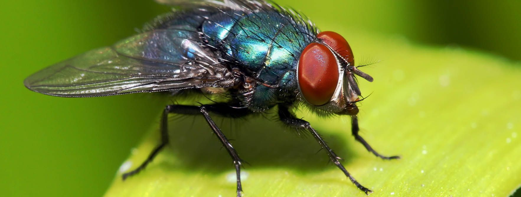 natural house fly trap