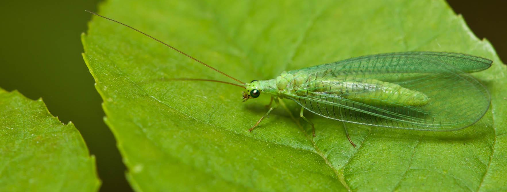 Small Green Flying Bugs | Lacewing Fly Facts | Clear Wings