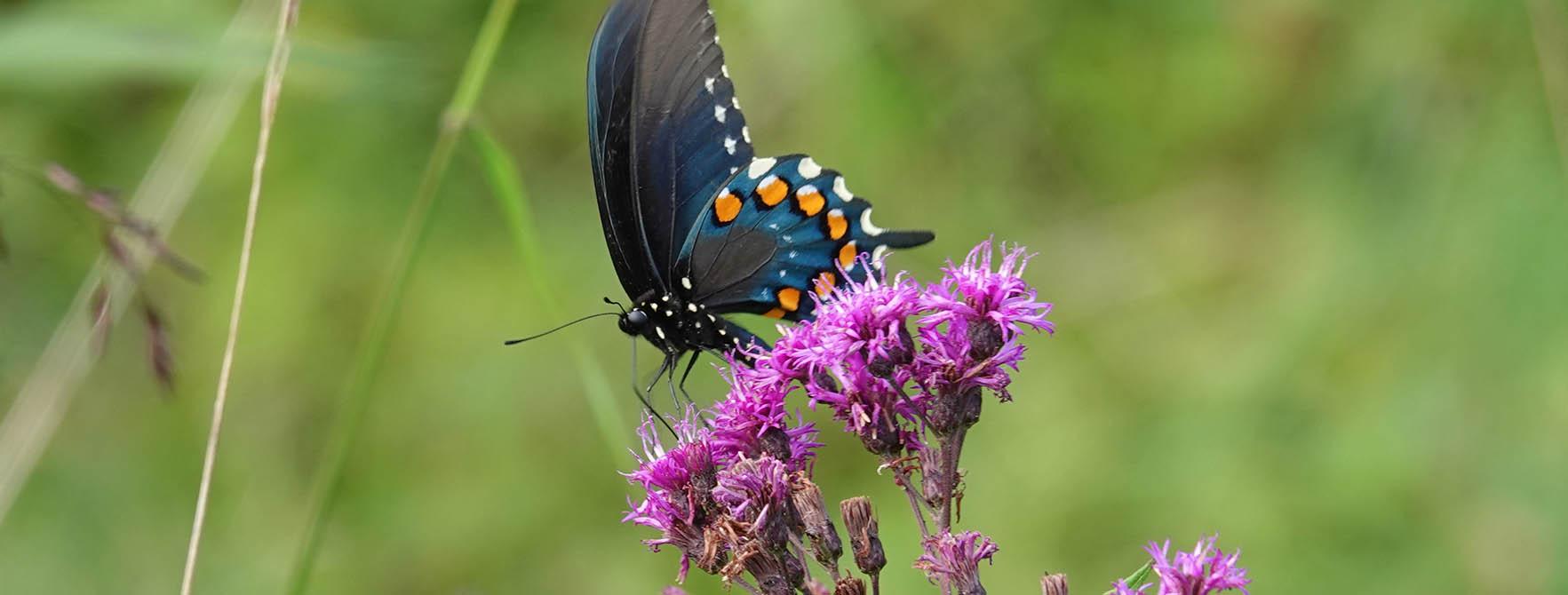Pipevine Swallowtail Facts | Insects in Education