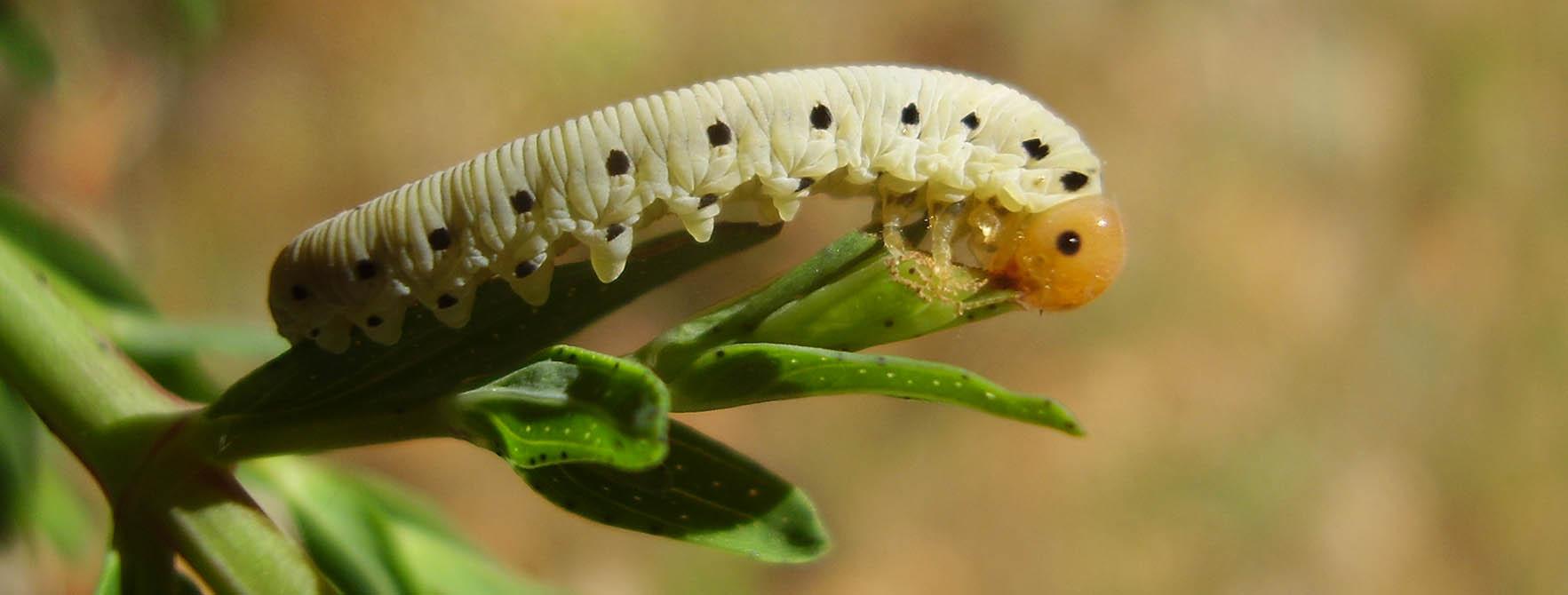 How To Kill Sawfly Larvae | Controlling Sawflys | Organic Products