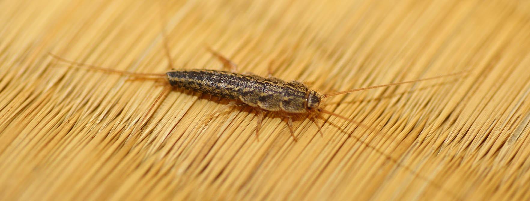 How To Get Rid Of Silverfish Silverfish Habitat Control