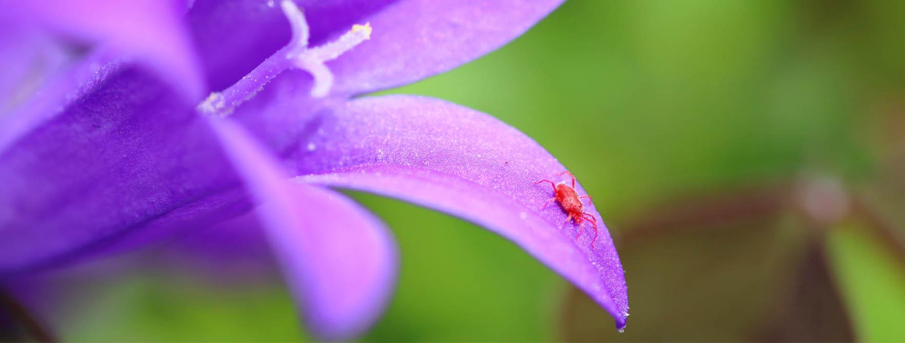 Spider Mites Control Facts Pyrethrin Products Safer Brand