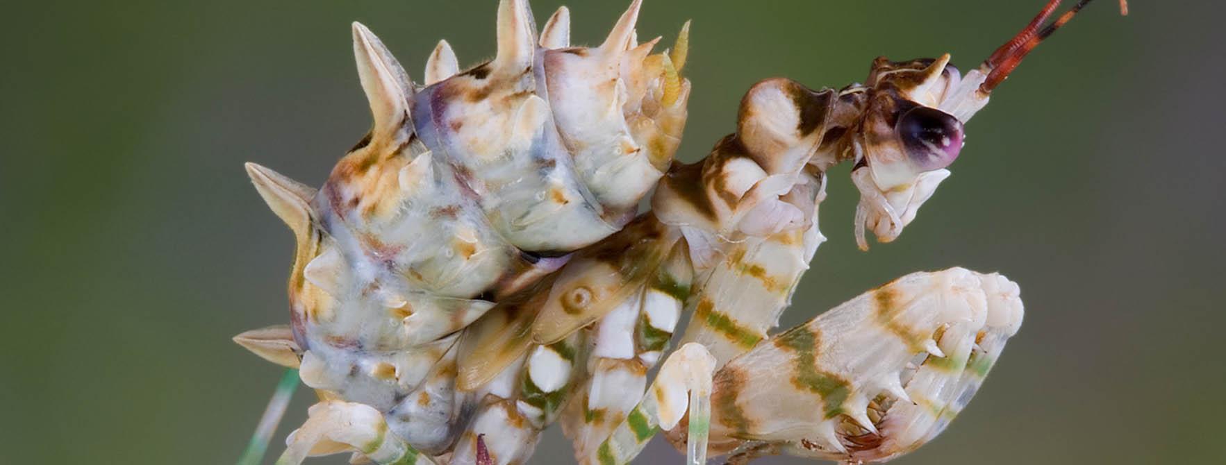 Spiny Flower Mantis facts Insects in Education