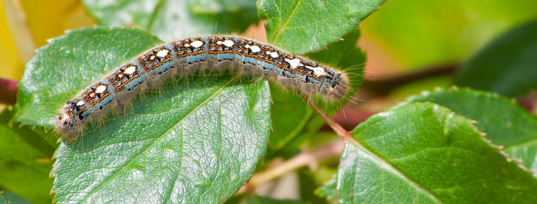 Tent Caterpillar Facts Control What Do Tent Caterpillars Look Like