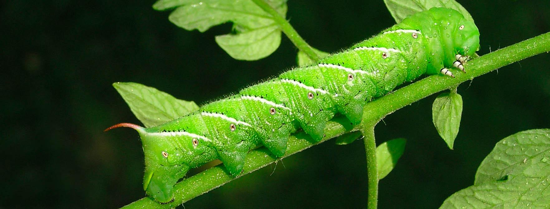 how-to-get-rid-of-tomato-hornworms-in-your-garden