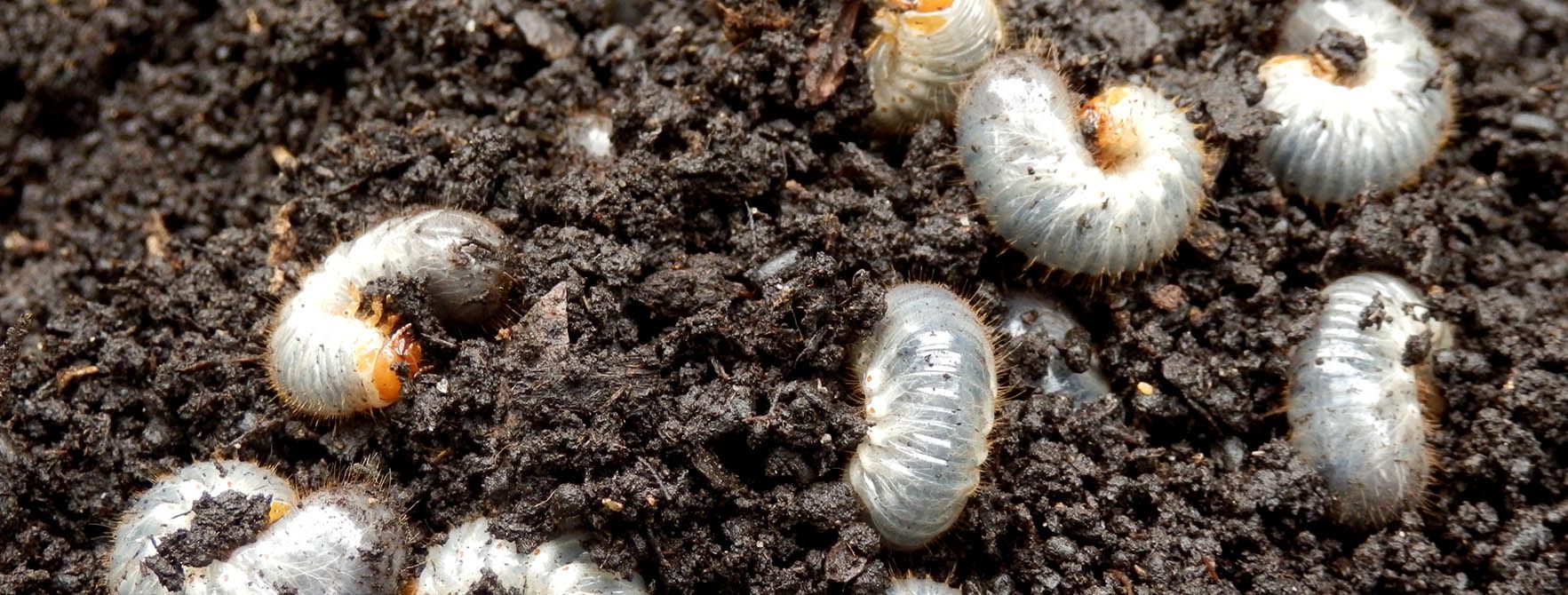 White Grubs In Garden | Facts, Diet 