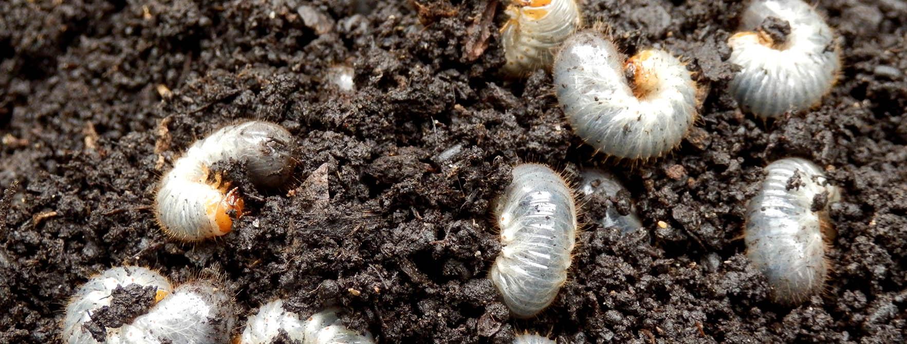 White Grubs In Garden Facts Diet Habitat Life Cycle