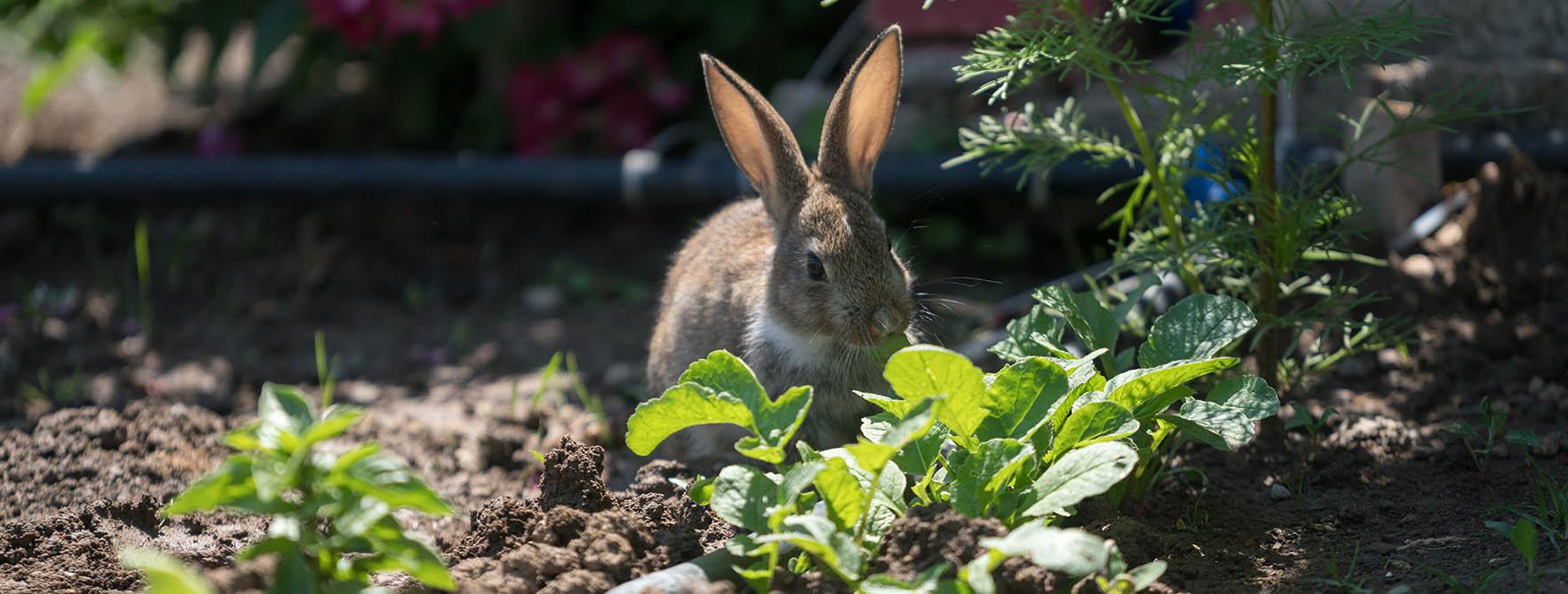 Pest Animal Library Rabbits