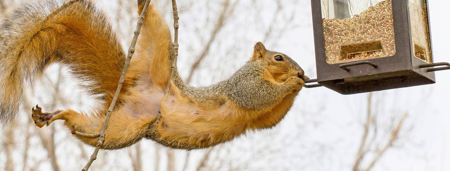 Белка в кормушке