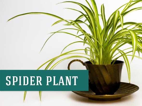 Spider Plants are a great indoor plant that purifies the air