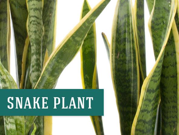 Snake Plants can help clean your indoor air