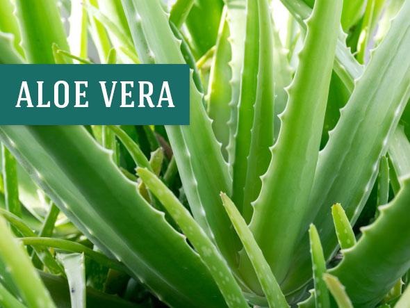 Aloe Vera Plants Make Great Houseplants