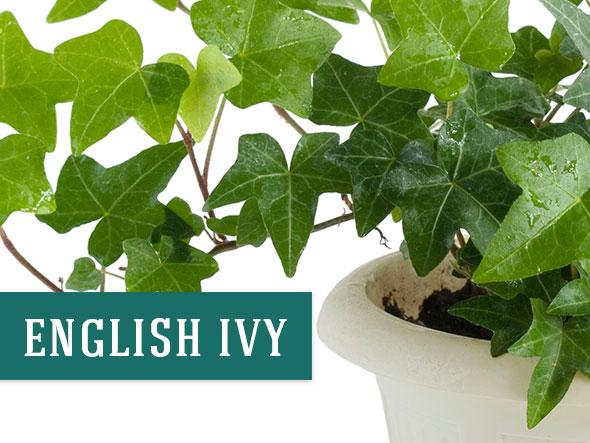 English Ivy Indoor Plant