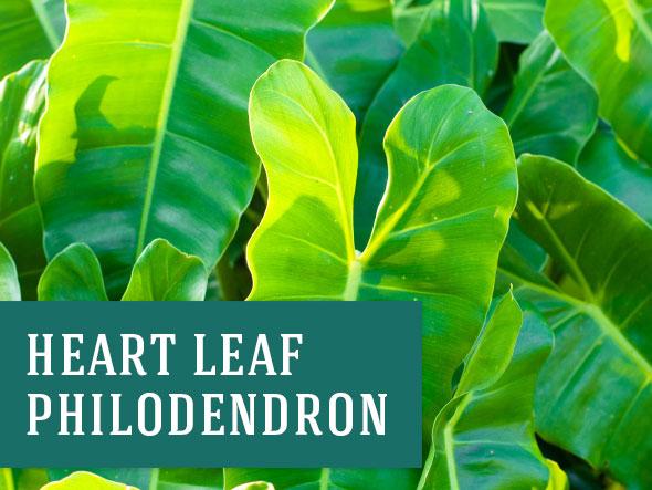 Heart Leaf Philodendron Indoor Plant 