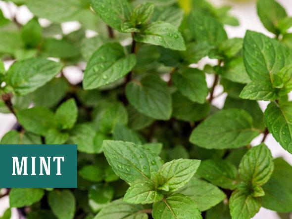 Growing mint indoors helps keep bugs away and purifies the air