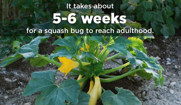 Save The Squash How To Kill Squash Bugs