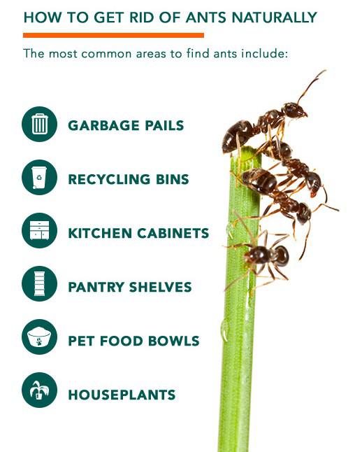 Ant Killer How To Get Rid Of Ants