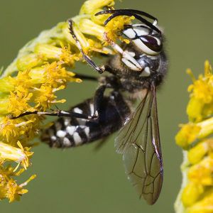 Bee Wasp Hornet A Guide To Stinging Insects