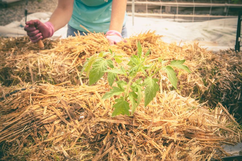 Beginner S Guide To Straw Bale Gardening